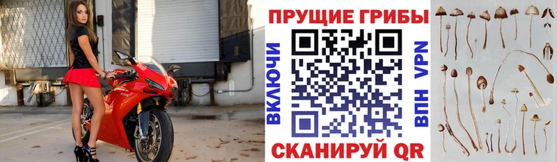 Галлюциногенные грибы Cubensis  Дыгулыбгей 